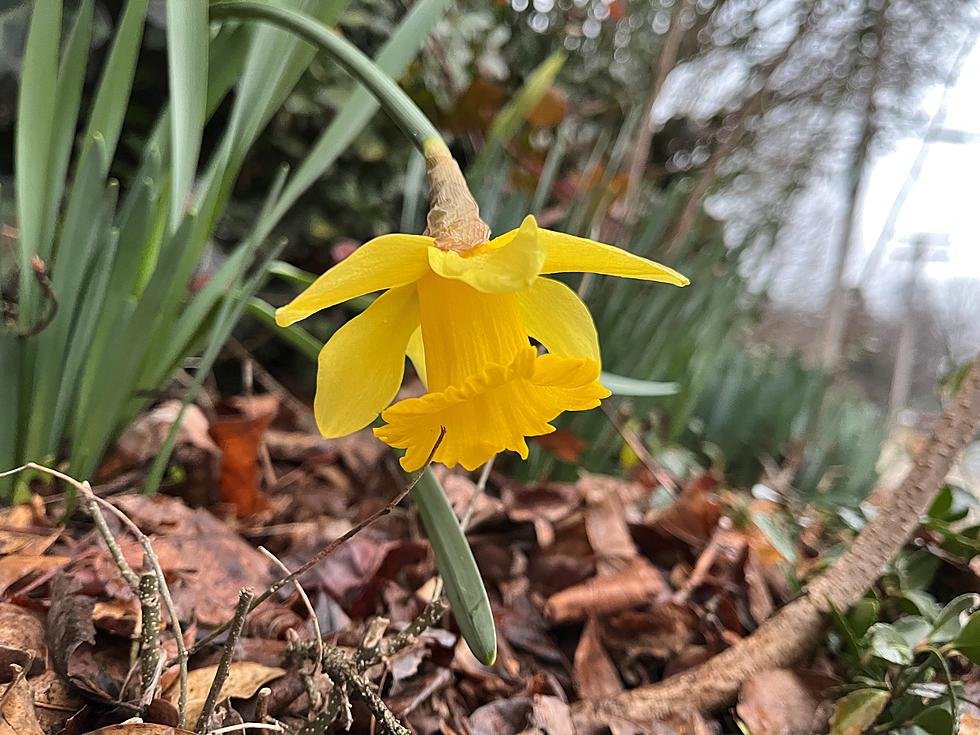 An early blooming flower in NJ that might spark concern