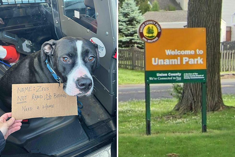 Dog abandoned with no food or water in freezing Cranford, NJ park