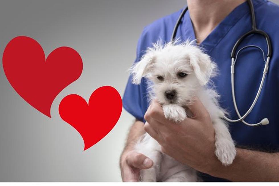 NJ veterinarians can’t stop unnecessary euthanasia … at least for now