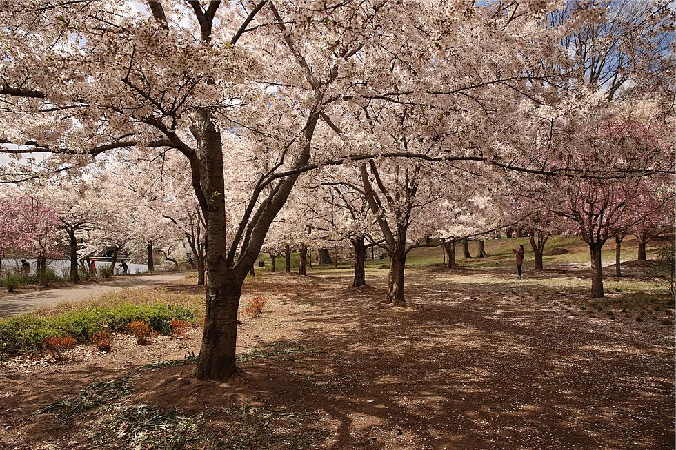 Thousands of cherry blossoms are about to bloom in one NJ park