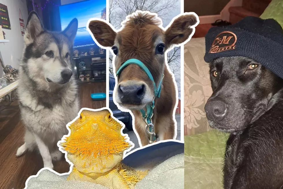 These are the cutest pets in New Jersey