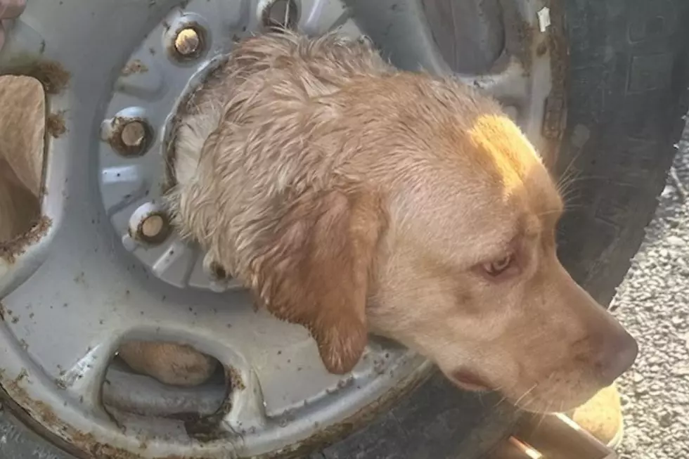 PHOTOS: NJ firefighters help dog that got stuck in tire rim