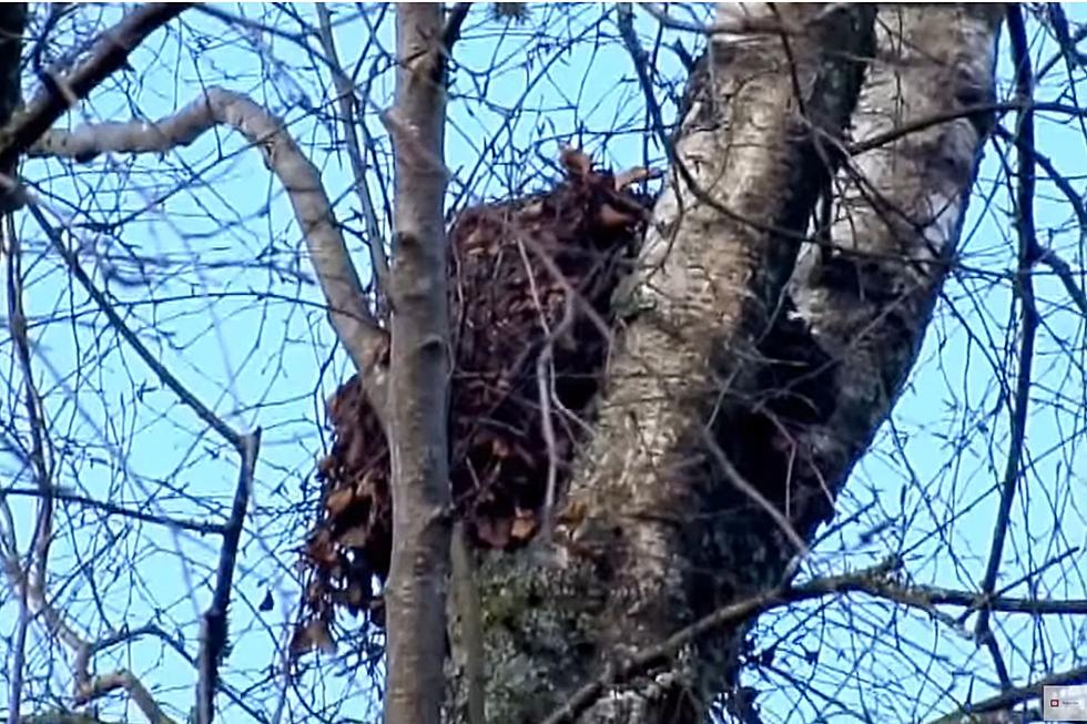 That's most likely not a bird's nest up in NJ trees
