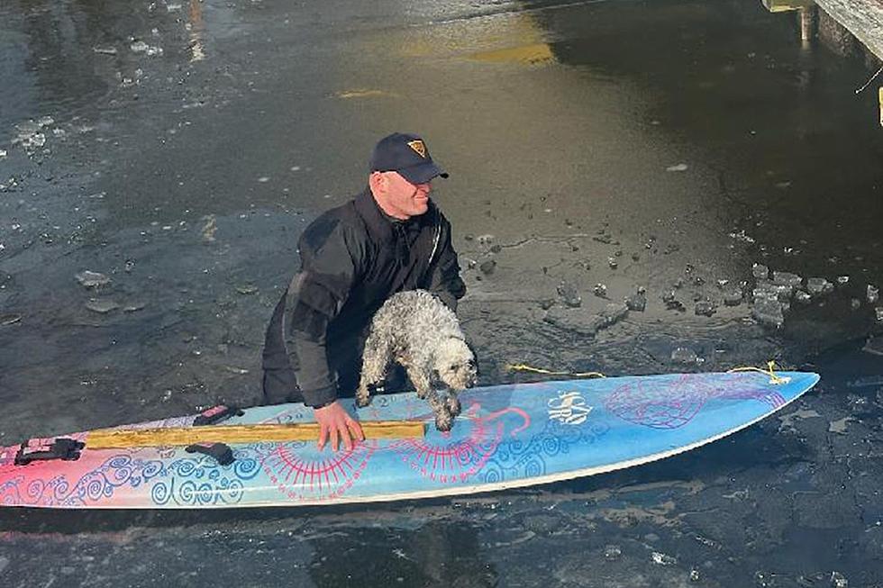 NJ Trooper rescues helpless dog in Lake Hopatcong