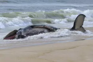 Experts detail injuries to dead 25-foot whale on NJ beach
