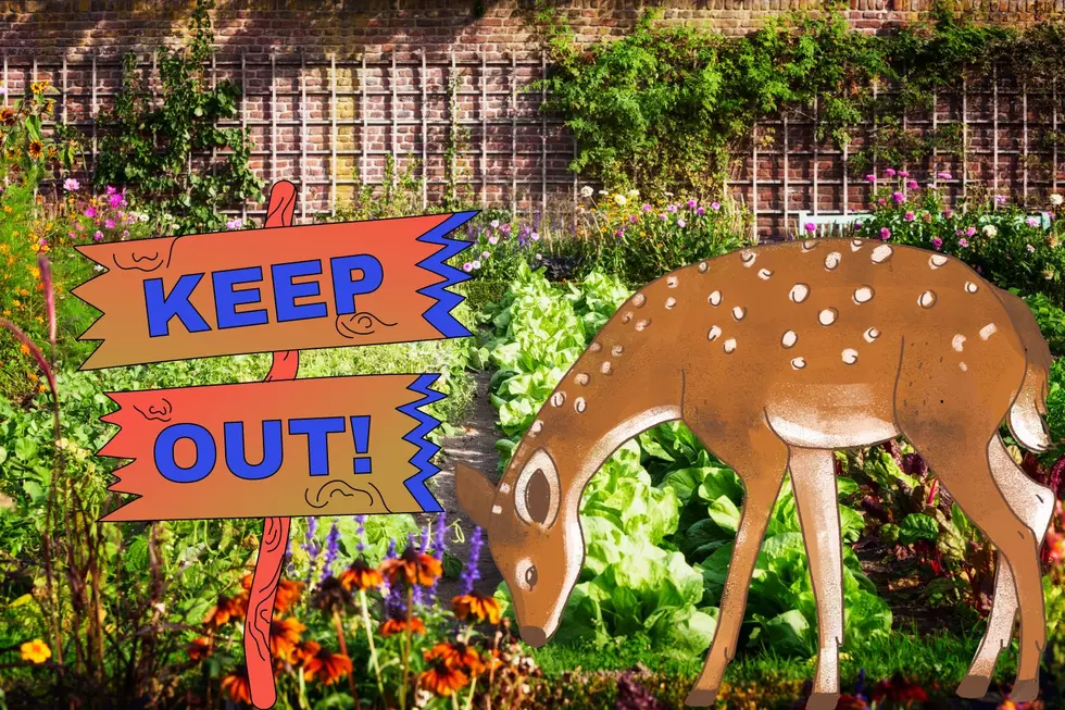 What to plant to keep the deer away in NJ