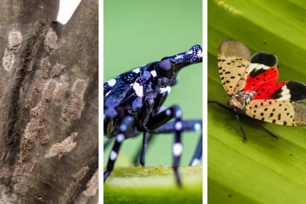 Return of the spotted lanternfly — where in NJ will see the most?