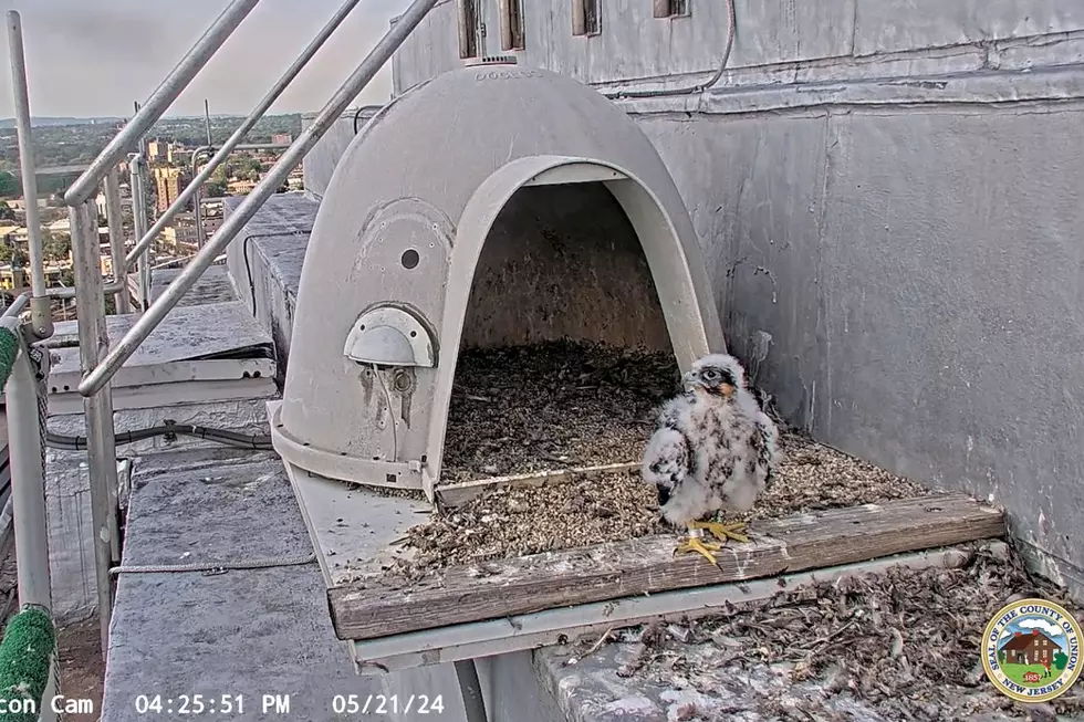 Watch newly hatched peregrine falcon chicks on a NJ livestream