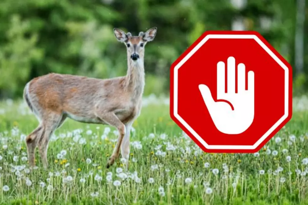 Too many deer! There’s still no clear answer on what NJ should do