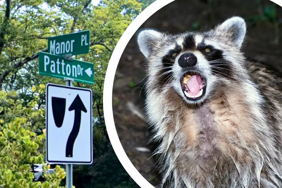 NJ woman says rabid raccoon chased her before being caught