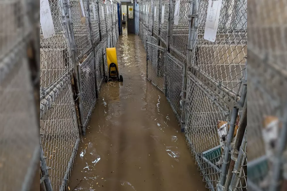 NJ animal shelter ‘lost everything’ in devastating flood: How you can help