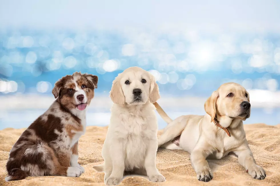 The best dog-friendly beaches in New Jersey
