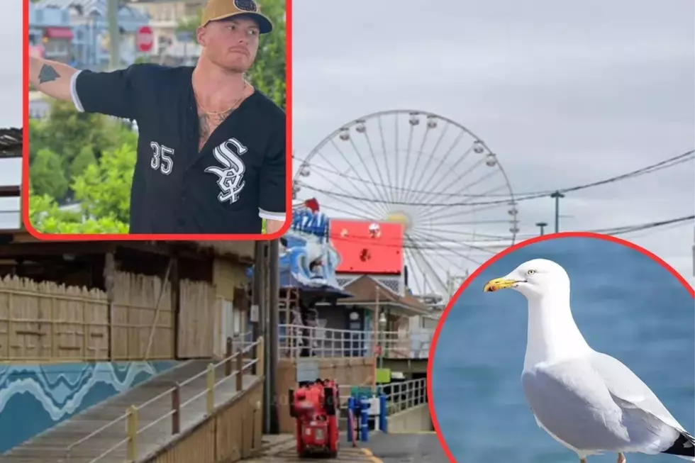 Cape May Man Faces Animal Cruelty Charges After Seagull Incident