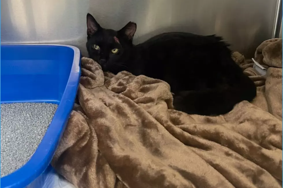 Trapped in traffic: Meet the cat who dodged danger on one of NJ’s busiest highways