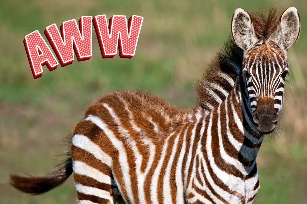 You can help name these adorable baby zebras for NJ zoo