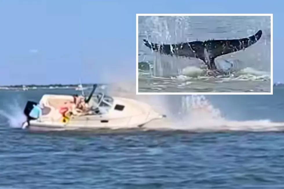 Minke whale dies in Barnegat Bay after throwing boat passenger overboard