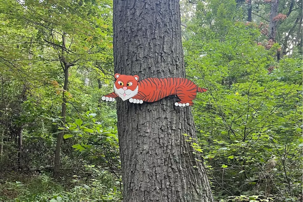 Simple reminders in our NJ woods that remind us to take it easy