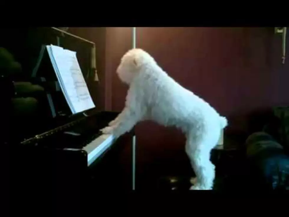 Tucker The Piano Playing Dog