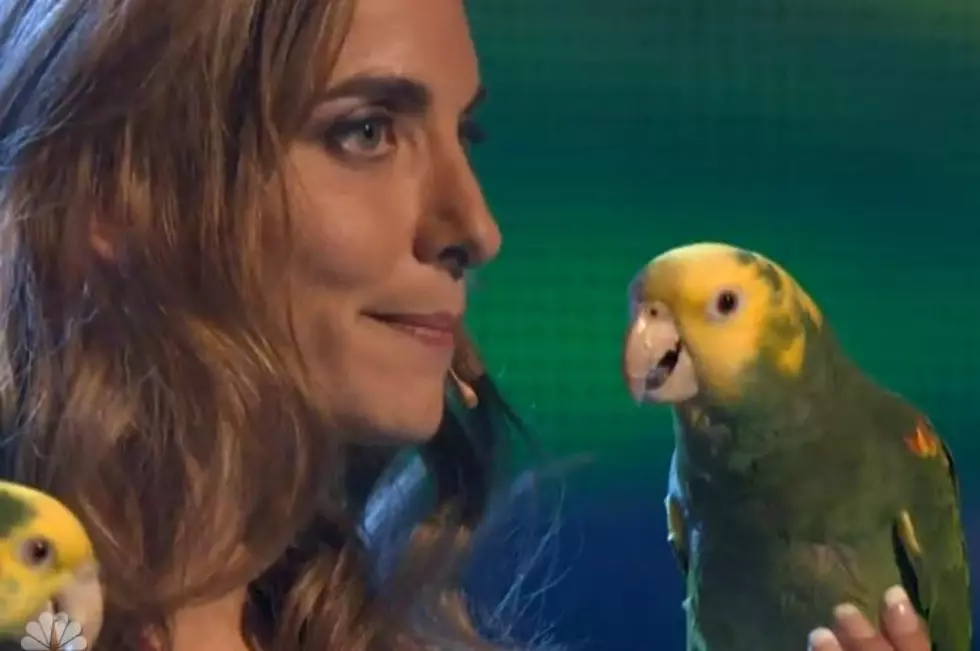 Echo The Talking Parrot on America’s Got Talent [VIDEO]