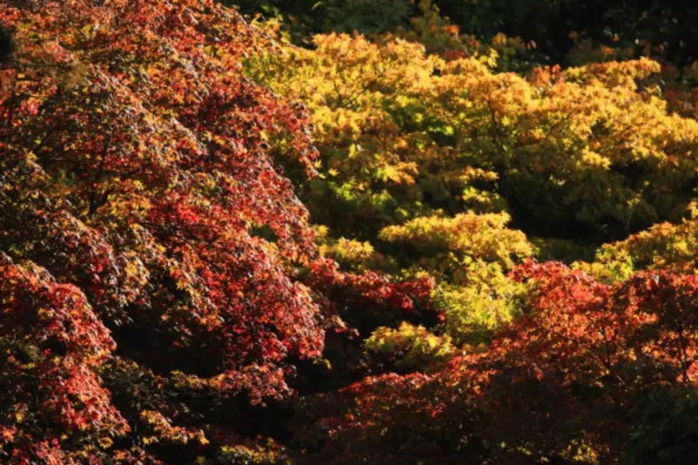 Love Changing Leaves? Become an Official New York Leaf Peeper