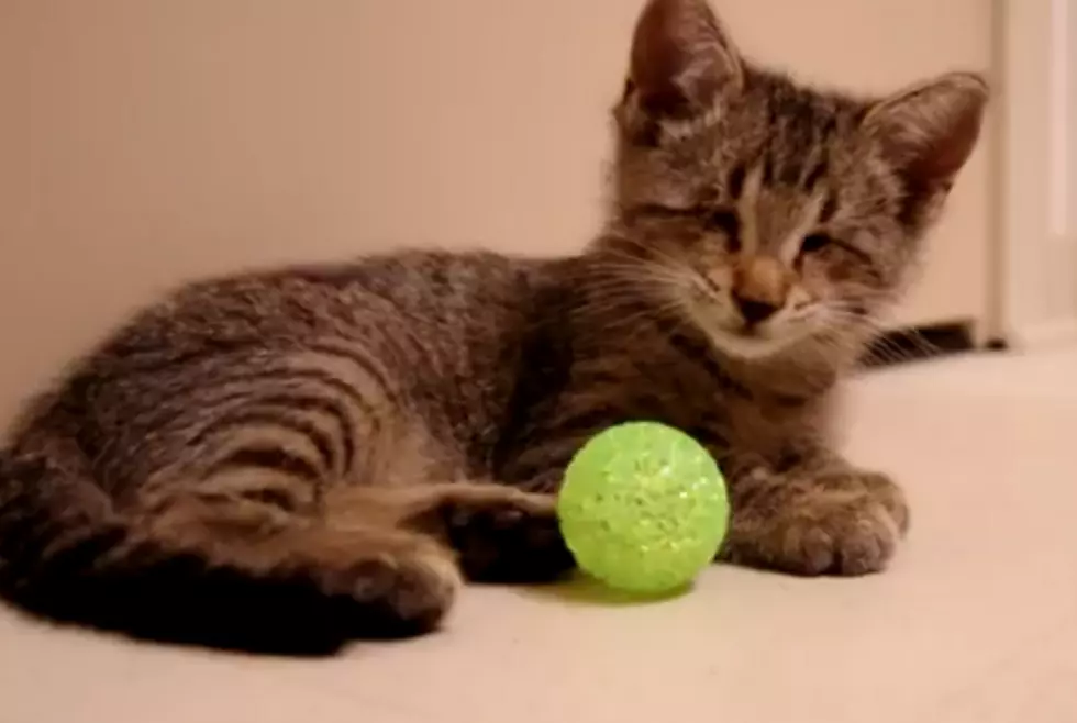 Blind Kitten Plays With His First Toys [VIDEO]