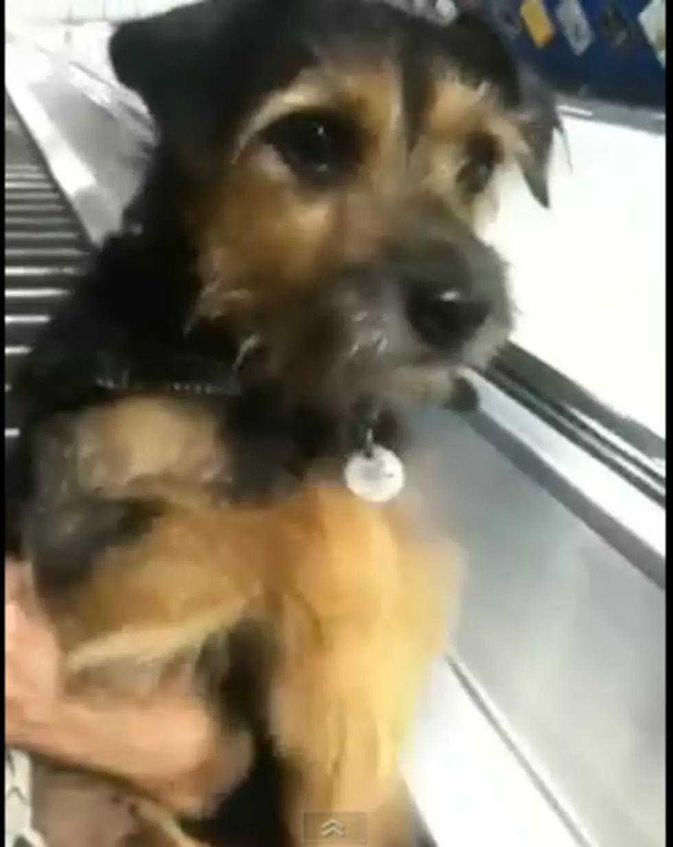 Escalator Confuses Dog [VIDEO]