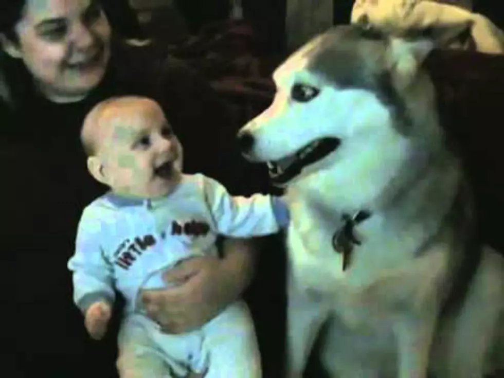 ‘Cute Kid’ of the Day Finds Dog Funny [VIDEO]