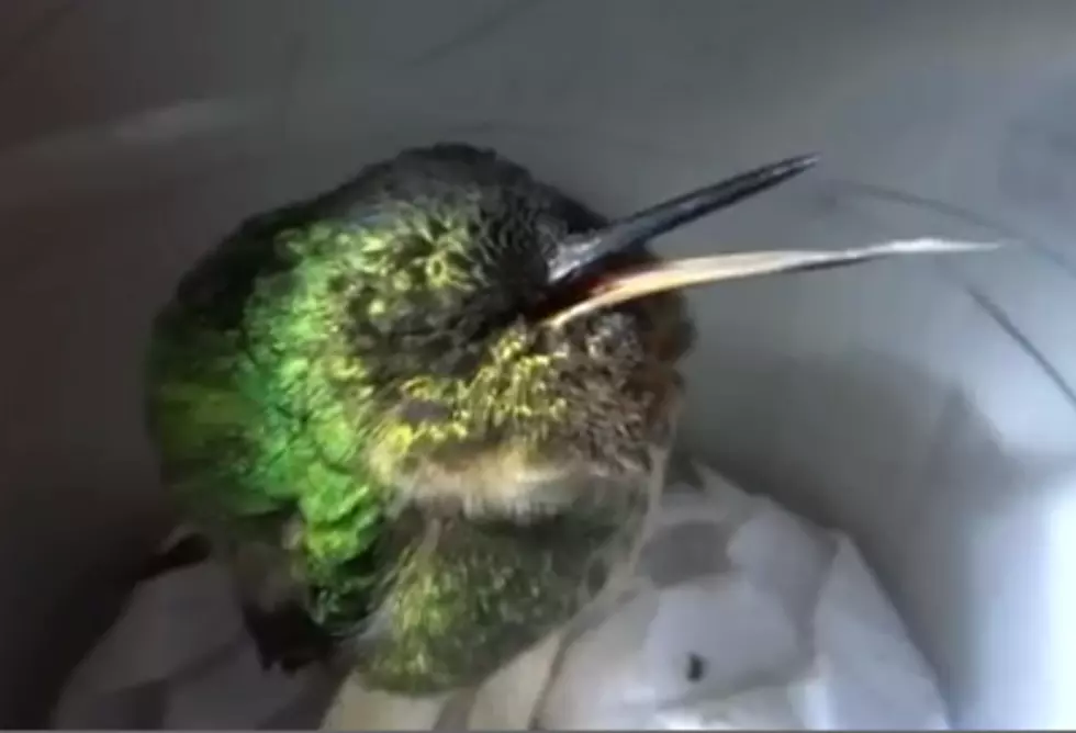Have You Ever Seen a Hummingbird Sleep? [VIDEO]