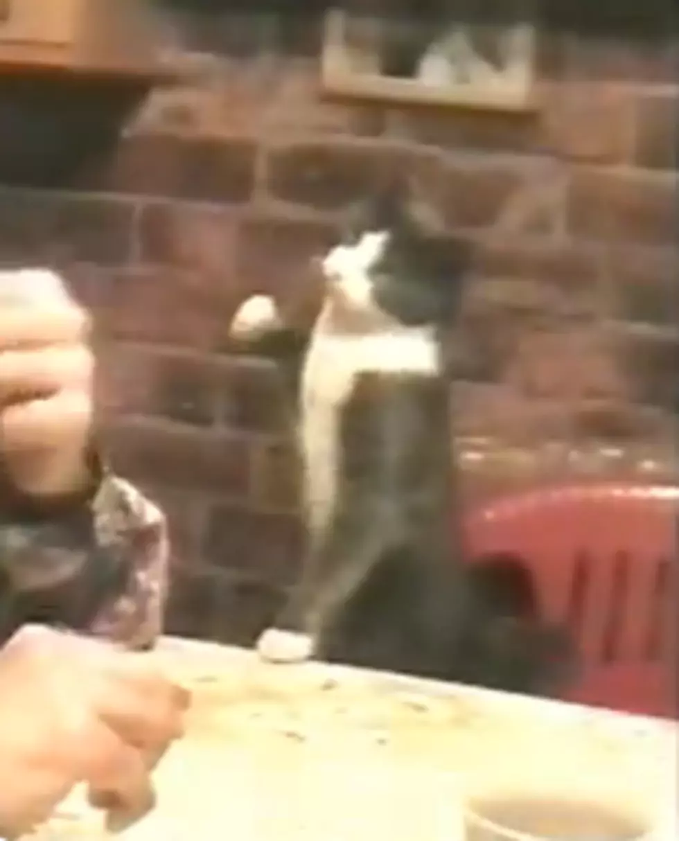 Cat Signals for More Food With its Paw [VIDEO]