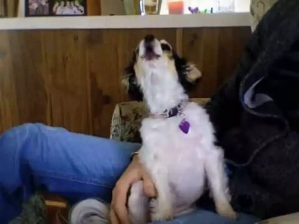 Zach’s Chihuahua Mia Sings to Reba, Kelly Clarkson and Carrie Underwood [VIDEO]