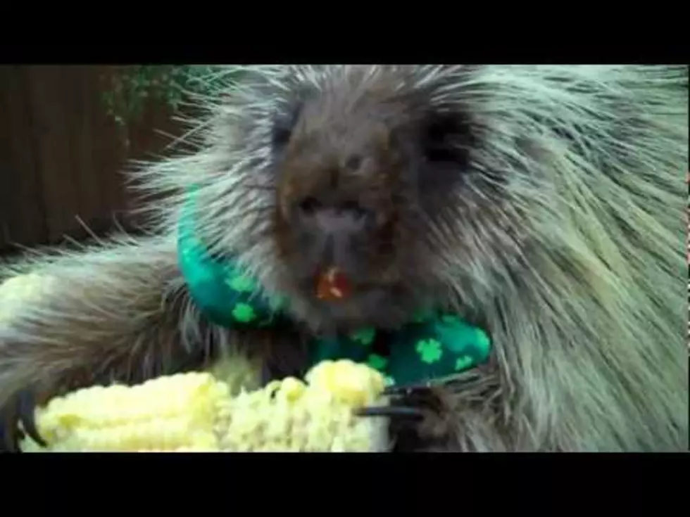 Teddy Bear the Talking Porcupine [VIDEO]