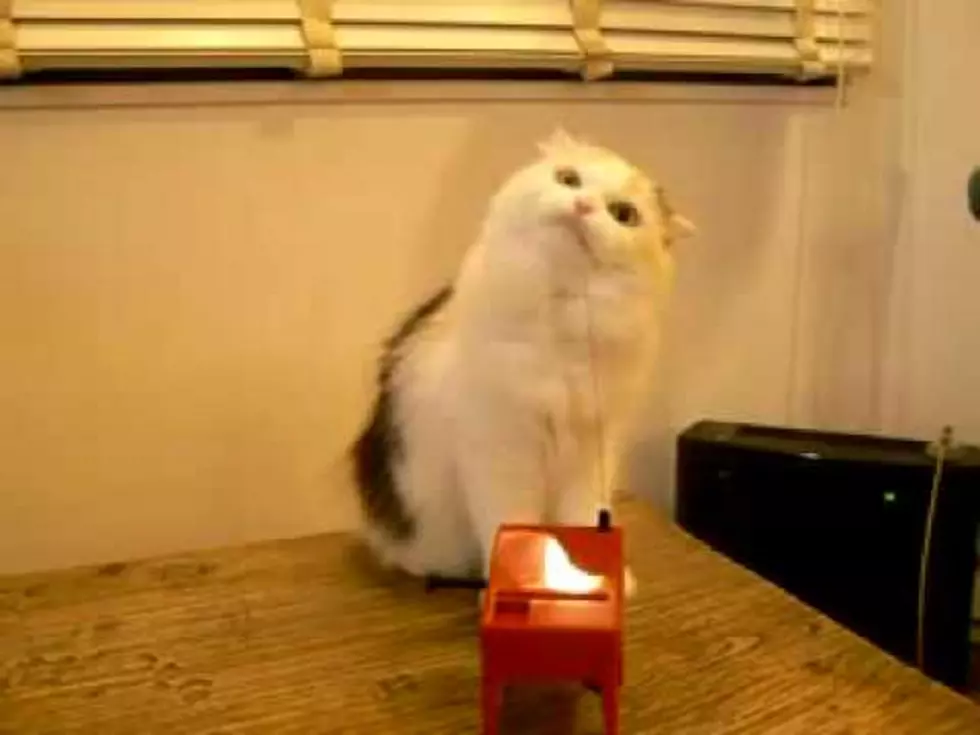 Cat Playing a Theremin [VIDEO]