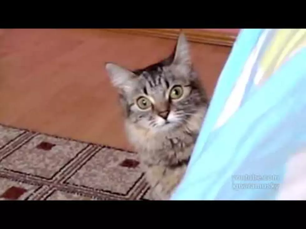 A Cat Up To No Good [VIDEO]