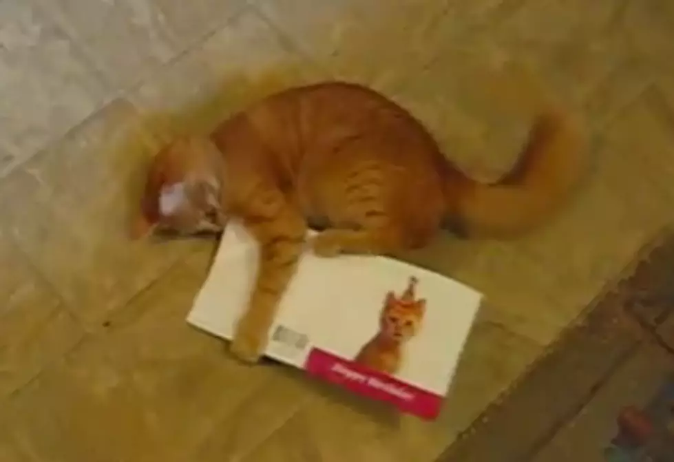 Cat Really Doesn’t Like Singing Birthday Card [VIDEO]