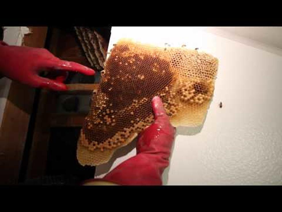 Bees Being Professionally Removed from a Home [VIDEO]