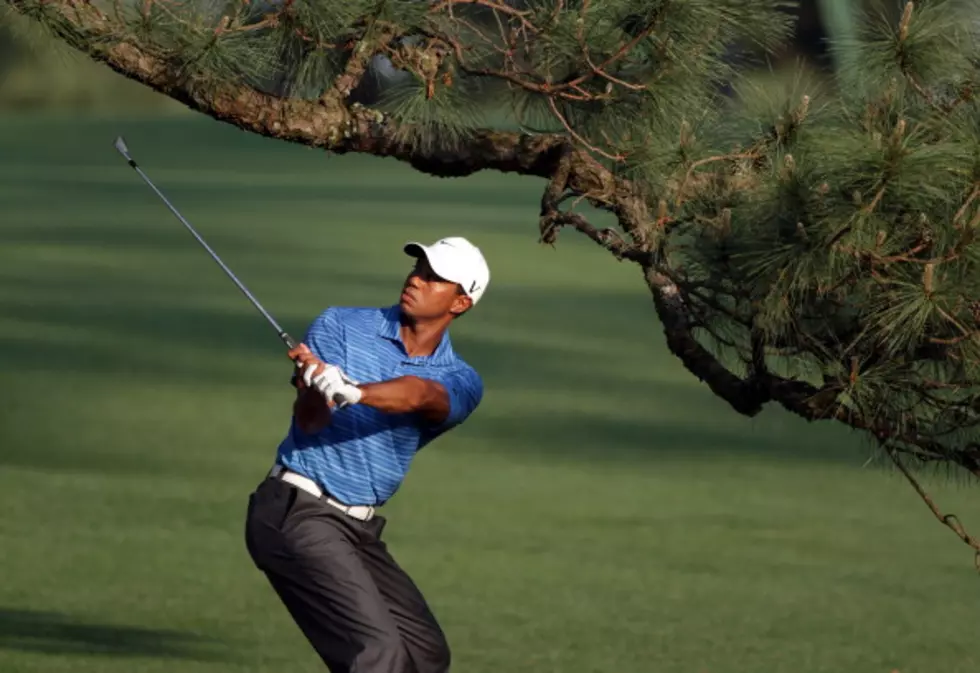Tiger Under the Eisenhower Tree