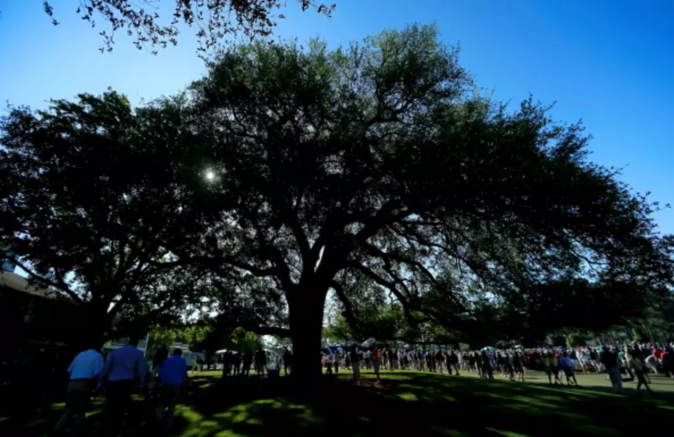 Home Course Of ‘The Masters’ Loses Iconic ‘Eisenhower Tree’