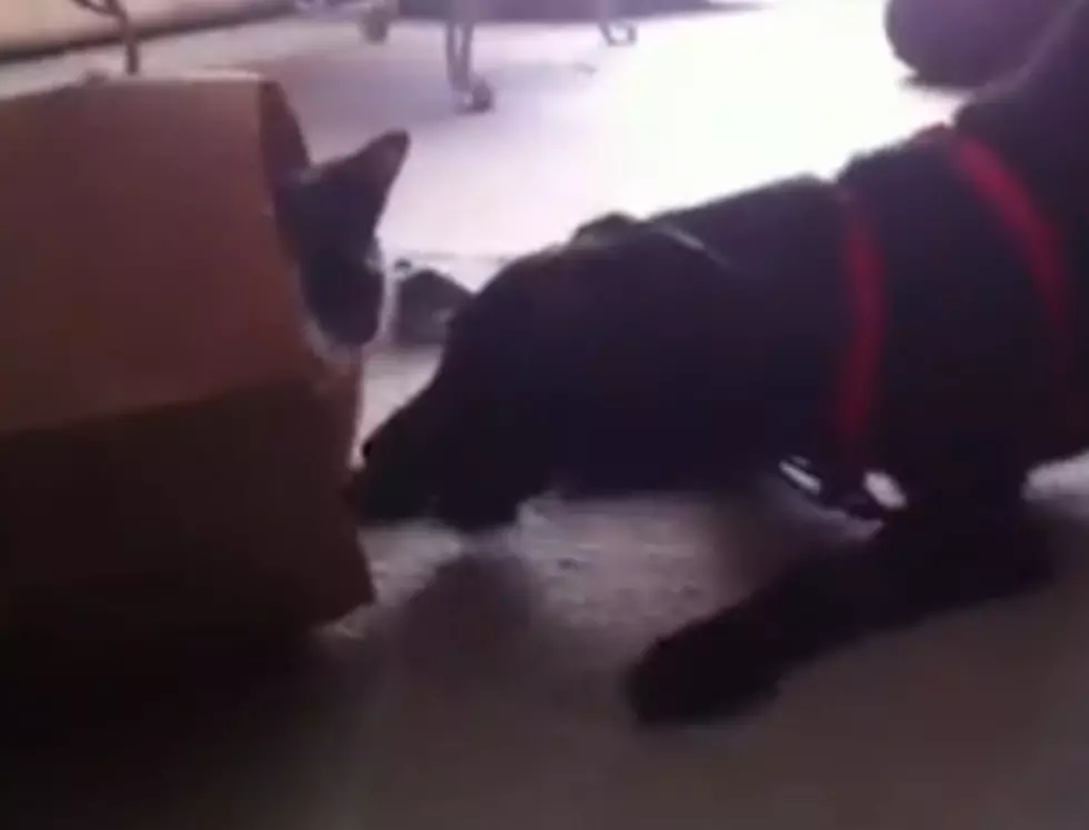 My Dog Won’t Let The Cat Out of the Bag, Literally [WATCH]