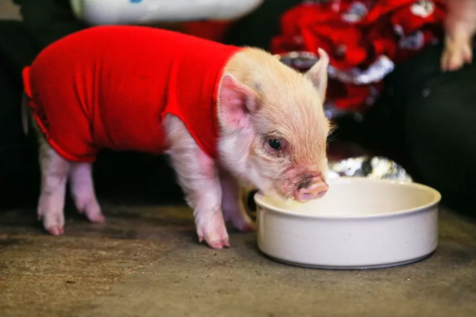 Pet Piglet Begs For Human Food [VIDEO]