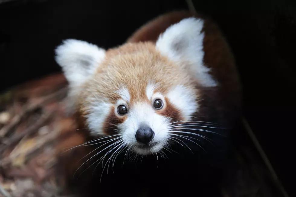 Utica Zoo Welcomes Ming Yue- A Female Red Panda