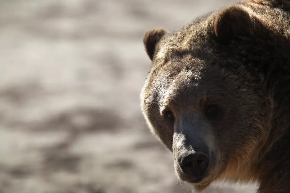 Man On Mountain Bike Gets Chased Down By Grizzly Bear [VIDEO]