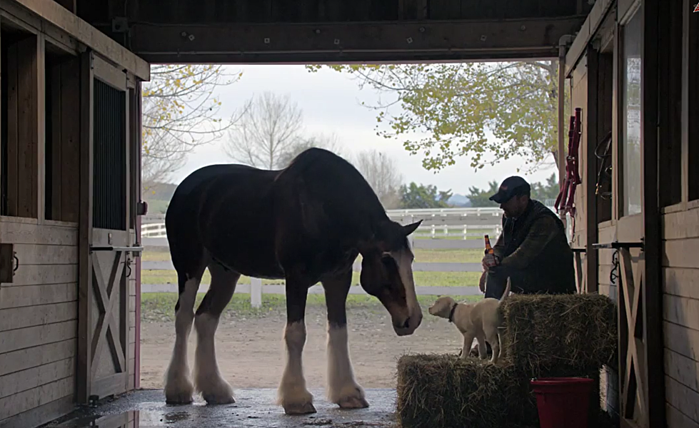 Budweiser’s ‘Lost Dog’ Super Bowl Ad Will Touch Your Heart [VIDEO]
