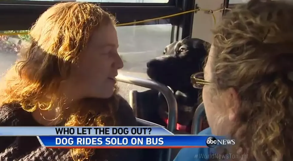 ‘Eclipse’ The Dog Rides The Bus To The Dog Park By Herself [WATCH]