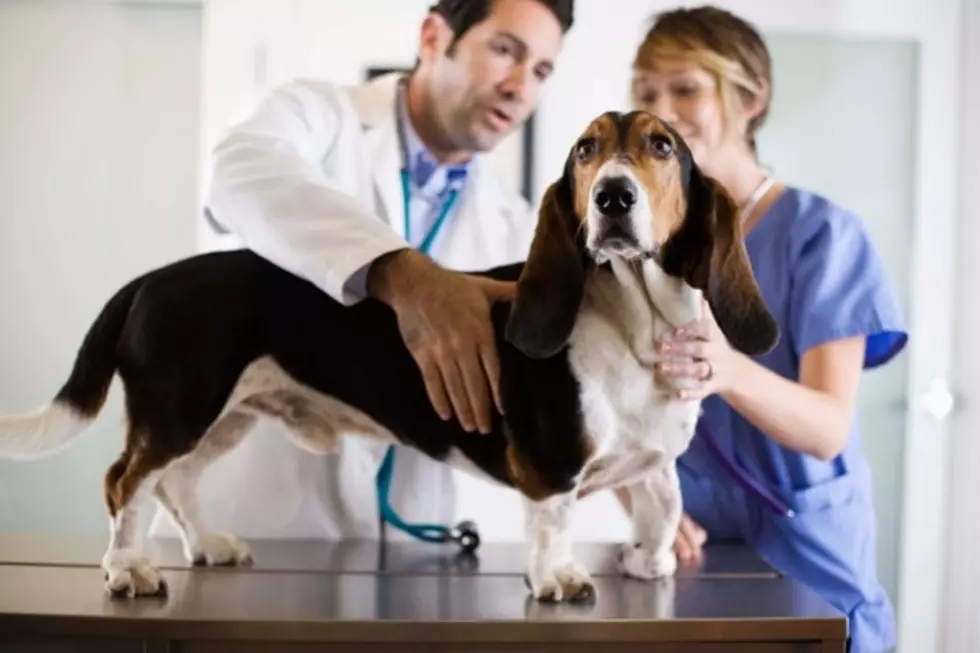 Cornell University’s Veterinary Open House – Ag Matters [VIDEO]