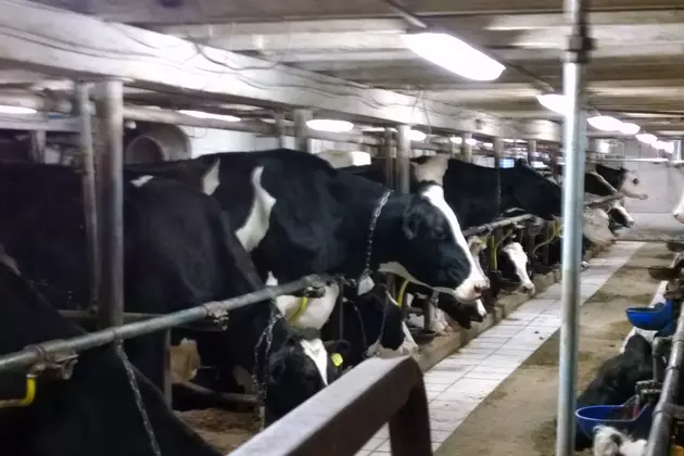 8 Questions That Could Save Money For Dairy Farms &#8211; AG Matters