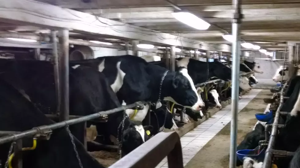 8 Questions That Could Save Money For Dairy Farms – AG Matters