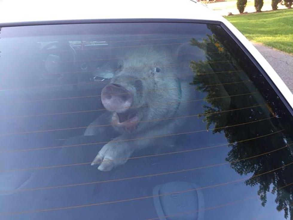 Hog Wild: Paddy Wagon Pig Poops In Police Car [VIDEO + PHOTOS]