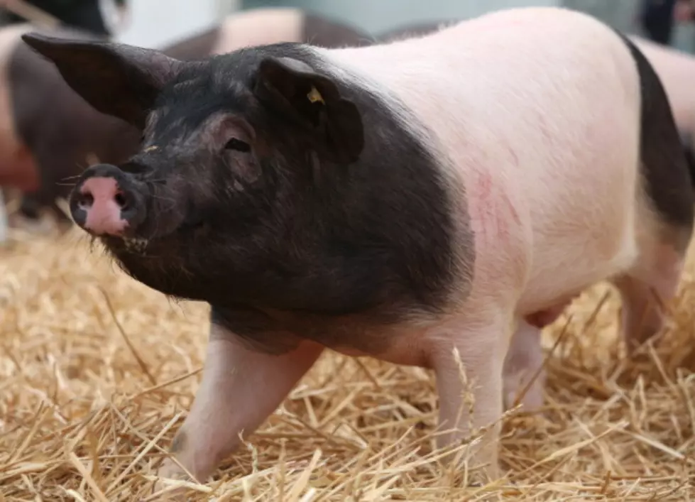Meat Processing Plant Wants To Buy Hogs Raised In CNY – Ag Matters