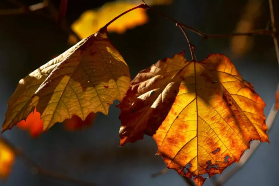 Catskills Makes List Of Best Fall Foliage Trips