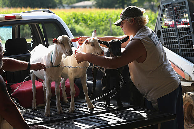 Growing Your Sheep and Goat Herd Workshop &#8211; AG Matters
